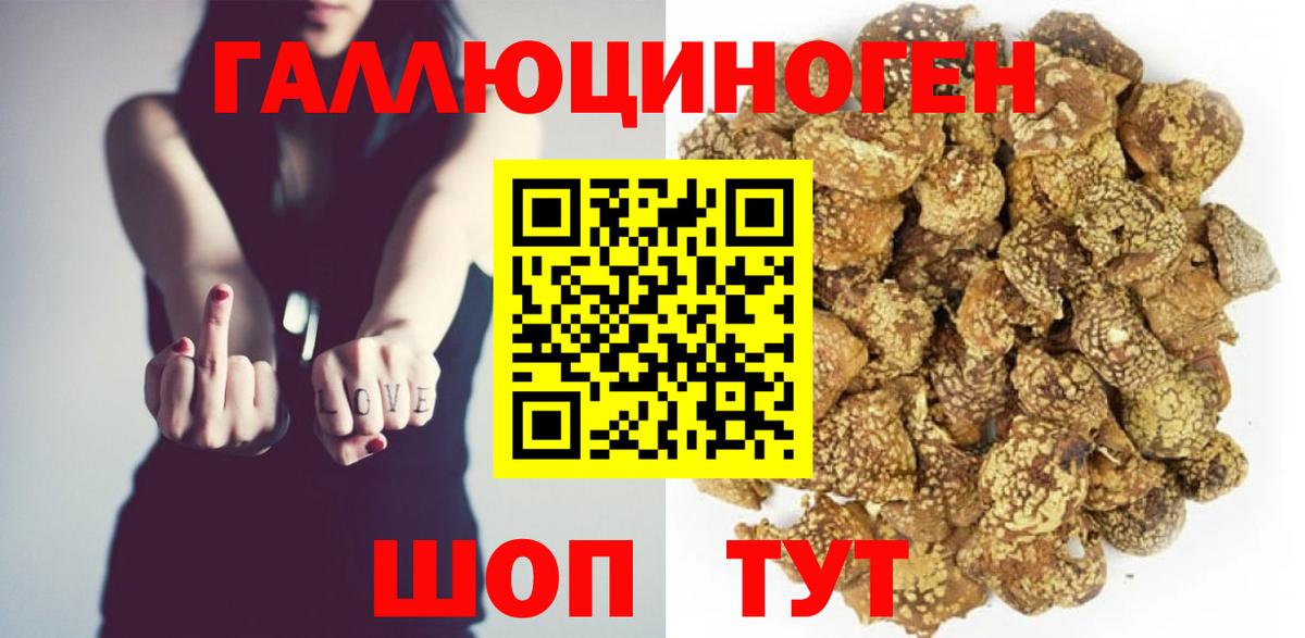 Курчалой  Псилоцибиновые грибы Psilocybine cubensis  Вход с VPN 